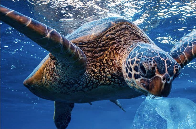 The harm of <br>plastic to the environment: